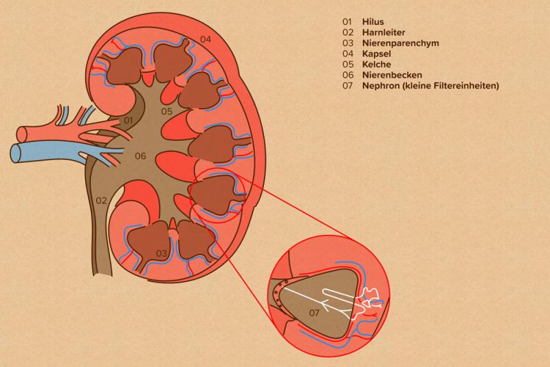 Schematische Darstellung der Niere